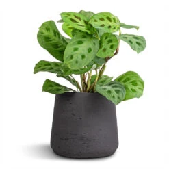 Patt Plant Pot - Black Washed 31 Patt Plant Pot - Black Washed -Indoor Plants Store Maranta leuconeura var. kerchoveana Rabbit s Foot 12x25cm Patt Plant Pot Black Washed 17x14cm 7e1a5c08 4a8f 4ce0 8a83 b77f13d689dc