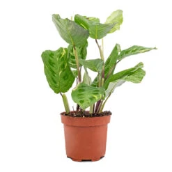 Maranta Leuconeura Var. Kerchoveana - Variegated Rabbit's Foot 9 Maranta Leuconeura Var. Kerchoveana - Variegated Rabbit's Foot -Indoor Plants Store Maranta leuconeura var. kerchoveana Variegata Rabbit s Foot 5573