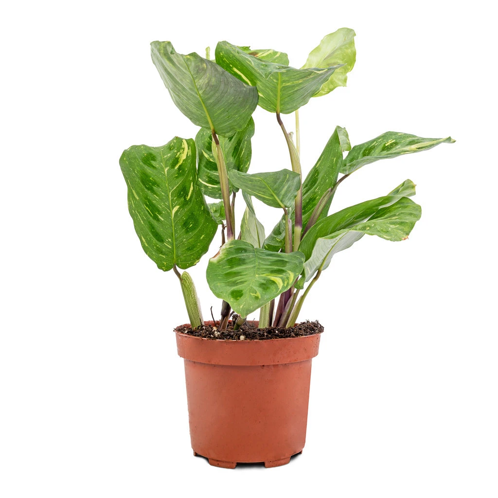 Maranta Leuconeura Var. Kerchoveana - Variegated Rabbit's Foot 5 Maranta Leuconeura Var. Kerchoveana - Variegated Rabbit's Foot - Image 3