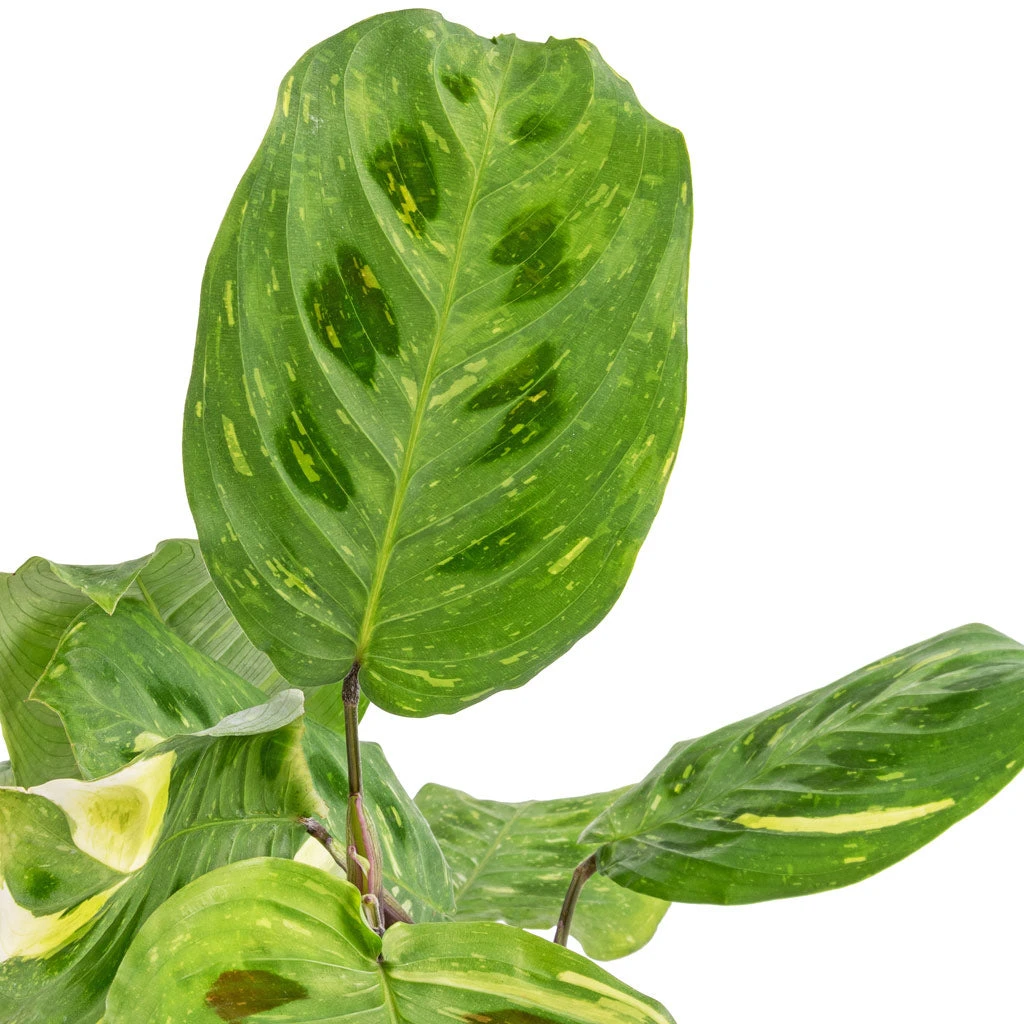 Maranta Leuconeura Var. Kerchoveana - Variegated Rabbit's Foot 4 Maranta Leuconeura Var. Kerchoveana - Variegated Rabbit's Foot - Image 2