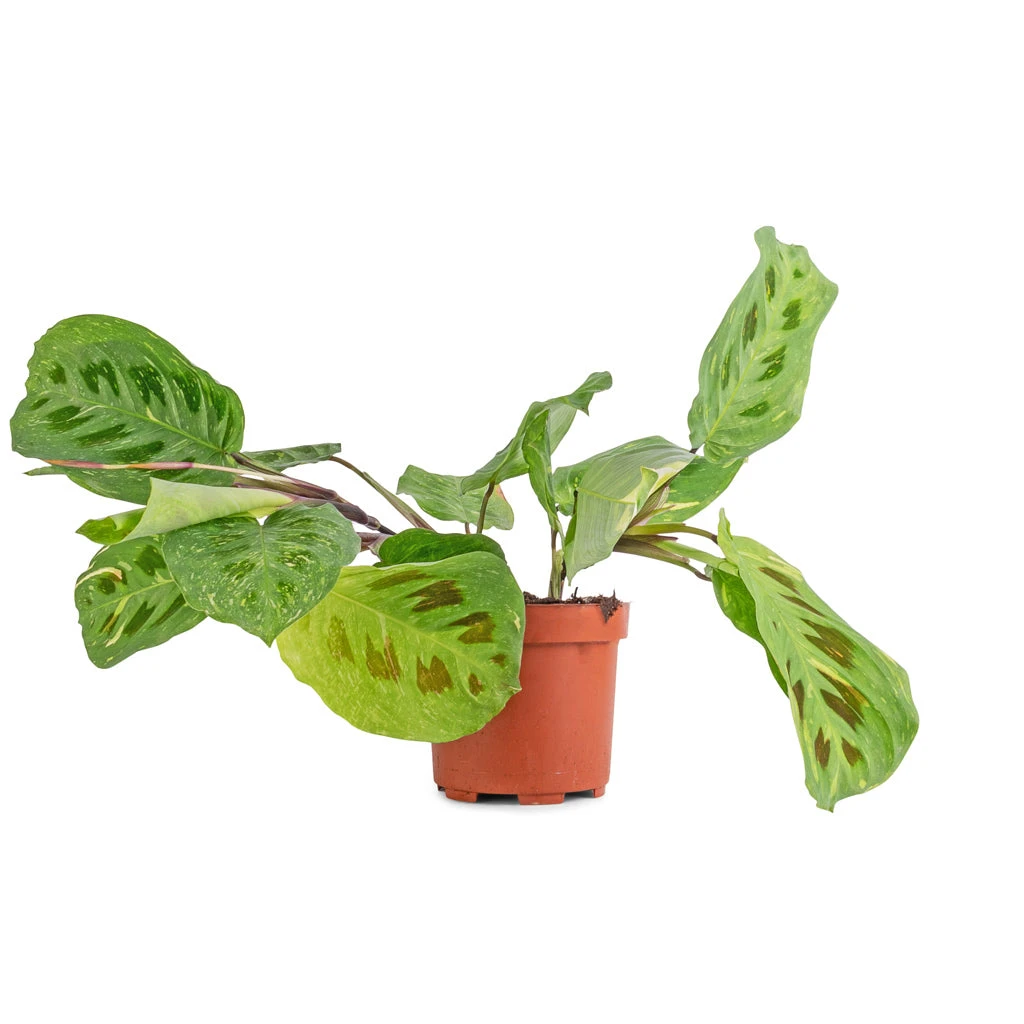 Maranta Leuconeura Var. Kerchoveana - Variegated Rabbit's Foot 6 Maranta Leuconeura Var. Kerchoveana - Variegated Rabbit's Foot - Image 4