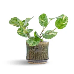 Nolan Plant Pot - Pine -Indoor Plants Store Maranta leuconeura var. kerchoveana Variegated Rabbit s Foot 12x25cm Nolan Plant Pot Pine 17x15cm 7 45de311c ec2d 4c88 abbc 5147a60ed3d7