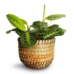 Maranta Leuconeura Var. Erythroneura - Lemon Lime 22 Maranta Leuconeura Var. Erythroneura - Lemon Lime -Indoor Plants Store Maranta leuconeura var.erythroneura Lemon Lime 12x35cm Jane Plant Baskets Set of 5 Jungle Smallest