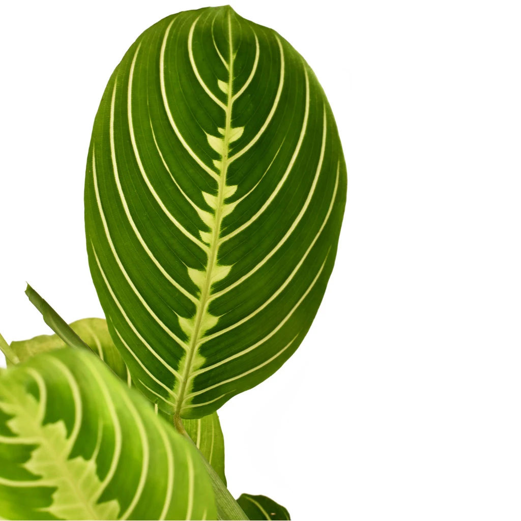 Maranta Leuconeura Var. Erythroneura - Lemon Lime 6 Maranta Leuconeura Var. Erythroneura - Lemon Lime - Image 4