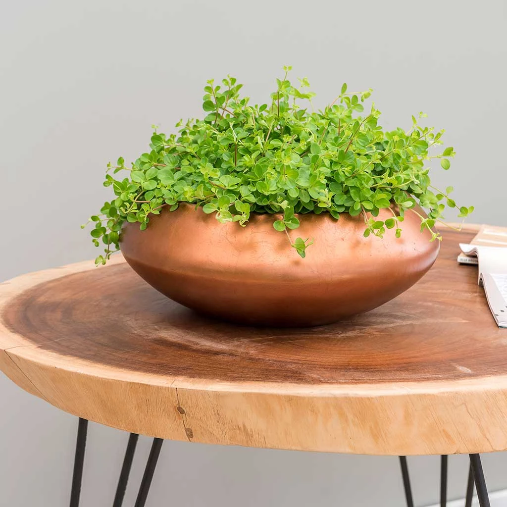 Metallic UFO Plant Bowl - Matt Copper 4 Metallic UFO Plant Bowl - Matt Copper - Image 2