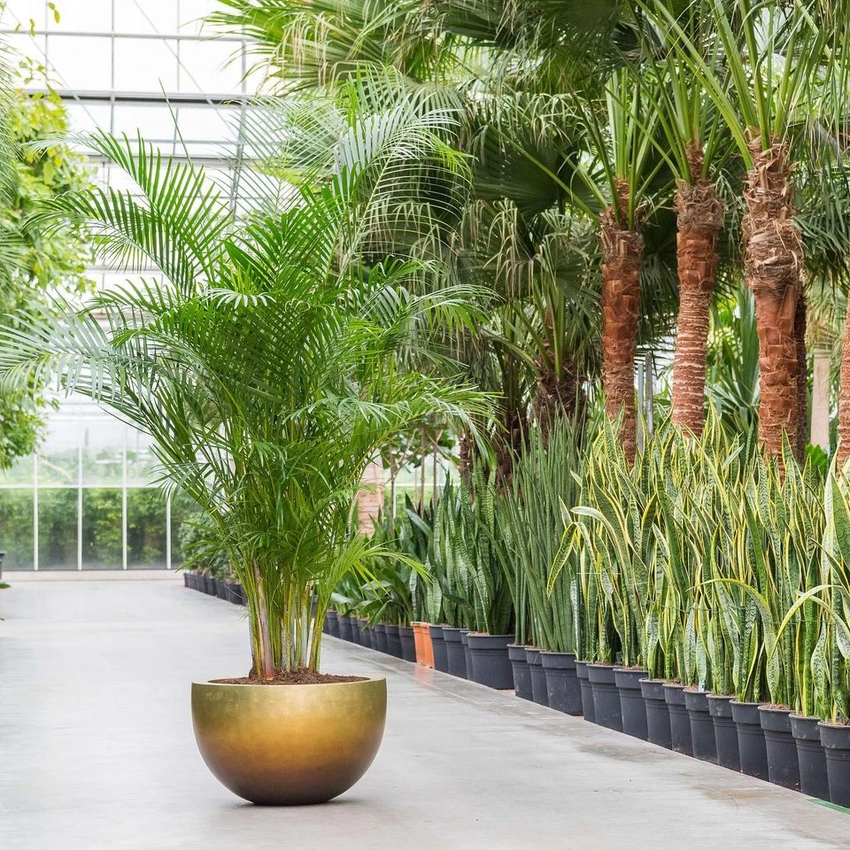 Metallic Plant Bowl - Matt Honey 4 Metallic Plant Bowl - Matt Honey - Image 2