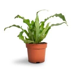 Microsorum Musifolium Crocodyllus - Crocodile Fern -Indoor Plants Store Microsorum musifolium Crocodyllus Crocodile Fern 12x25cm 1 4301d9ee 8403 49f4 9b46 2a94c8eb88f5