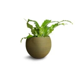 Microsorum Musifolium Crocodyllus - Crocodile Fern -Indoor Plants Store Microsorum musifolium Crocodyllus Crocodile Fern 12x25cm Dex Plant Pot Forrest