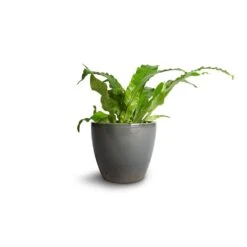 Microsorum Musifolium Crocodyllus - Crocodile Fern -Indoor Plants Store Microsorum musifolium Crocodyllus Crocodile Fern 12x25cm Sven Plant Pot Smoke