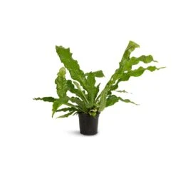 Microsorum Musifolium Crocodyllus - Crocodile Fern -Indoor Plants Store Microsorum musifolium Crocodyllus Crocodile Fern 17x40cm