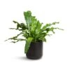 Microsorum Musifolium Crocodyllus - Crocodile Fern -Indoor Plants Store Microsorum musifolium Crocodyllus Crocodile Fern 17x40cm Lisbon Plant Pot Anthracite 19x19cm