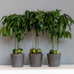 Mini Bucket Plant Pot - Black Washed 17 Mini Bucket Plant Pot - Black Washed -Indoor Plants Store Mini Bucket Plant Pot Black Washed Houseplants