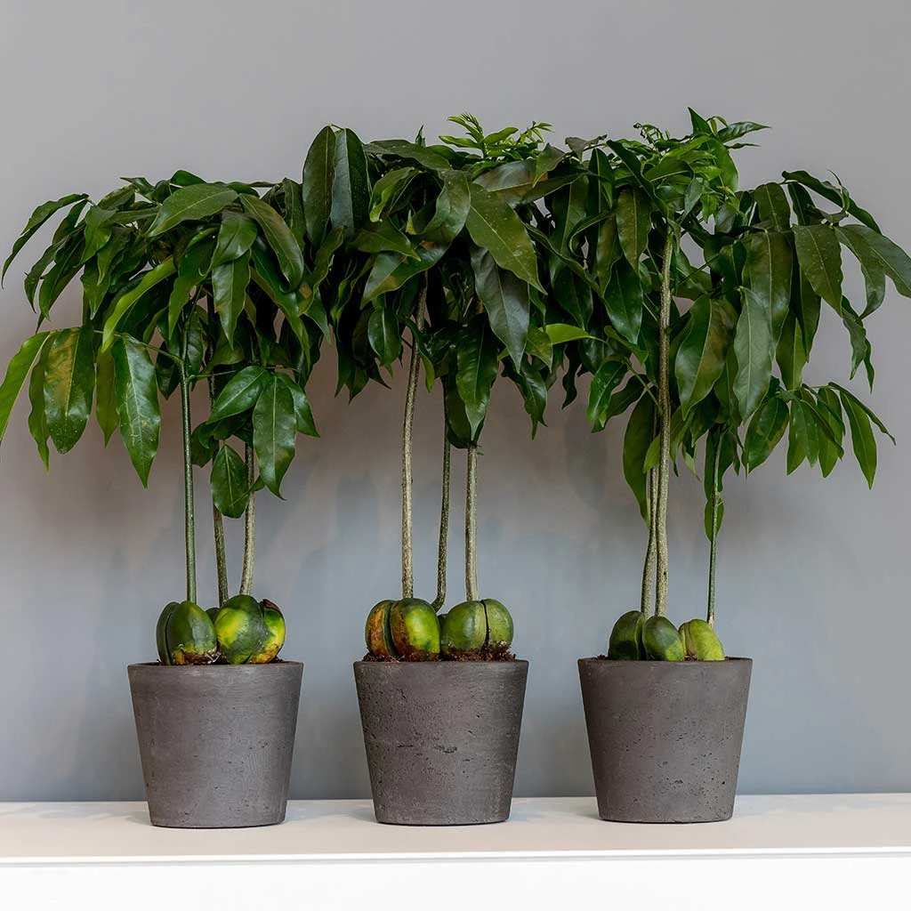 Mini Bucket Plant Pot - Black Washed 9 Mini Bucket Plant Pot - Black Washed - Image 7