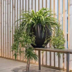 Mini Orb Kevan Plant Pot - Black Washed -Indoor Plants Store Mini Orb Kevan Plant Pot Black Washed Spider Plant