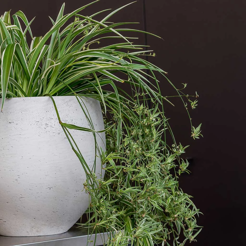 Mini Orb Kevan Plant Pot - Grey Washed 4 Mini Orb Kevan Plant Pot - Grey Washed - Image 2