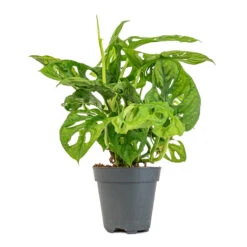 Monstera Adansonii - Philodendron Monkey Mask 23 Monstera Adansonii - Philodendron Monkey Mask -Indoor Plants Store Monstera adansonii Philodendron Monkey Mask 12x30cm