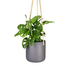 Monstera Adansonii - Philodendron Monkey Mask 24 Monstera Adansonii - Philodendron Monkey Mask -Indoor Plants Store Monstera adansonii Philodendron Monkey Mask 12x30cm Charlie Hanging Plant Pot Black Washed 15x15cm