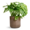 Monstera Adansonii - Philodendron Monkey Mask 2 Monstera Adansonii - Philodendron Monkey Mask -Indoor Plants Store Monstera adansonii Philodendron Monkey Mask 12x30cm Remmi Glaze Plant Pot Mocha 14x14cm af920ead d1c0 4959 ab17 5fe37447c811