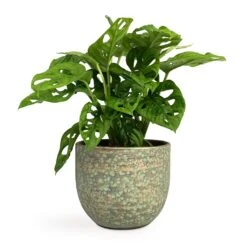 Monstera Adansonii - Philodendron Monkey Mask 25 Monstera Adansonii - Philodendron Monkey Mask -Indoor Plants Store Monstera adansonii Philodendron Monkey Mask 12x30cm Rinca Plant Pot Shiny Green 15x13cm