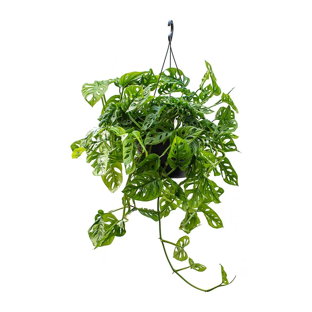 Monstera Adansonii - Philodendron Monkey Mask 14 Monstera Adansonii - Philodendron Monkey Mask - Image 12