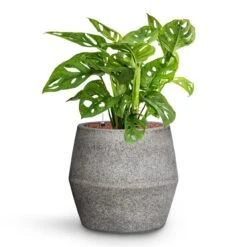 Harley Cement & Stone Plant Pot - Granite Grey -Indoor Plants Store Monstera adansonii Philodendron Monkey Mask HydroCare Cement Stone Harley Plant Pot Granite Grey 53c6a442 84b2 4ab2 bef1 30b7551902c5