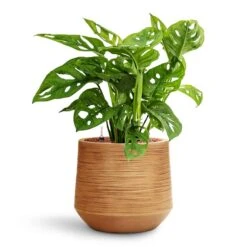 Monstera Adansonii - Philodendron Monkey Mask - HydroCare -Indoor Plants Store Monstera adansonii Philodendron Monkey Mask HydroCare Dune Darcy Planter Almond