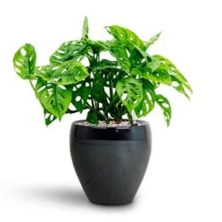 Monstera Adansonii - Philodendron Monkey Mask - HydroCare -Indoor Plants Store Monstera adansonii Philodendron Monkey Mask HydrocultureAmora Plant Pot Anthracite Mirror 89da66ab a2a9 47e0 911e c2870c86c44f