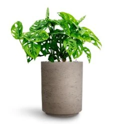 Suzi Plant Pot - Grey Washed 29 Suzi Plant Pot - Grey Washed -Indoor Plants Store Monstera adansonii Philodendron Monkey Mask HydrocultureSuzi Plant Pot Grey Washed