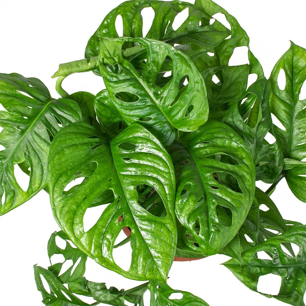 Monstera Adansonii - Philodendron Monkey Mask 4 Monstera Adansonii - Philodendron Monkey Mask - Image 2