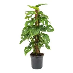 Monstera Adansonii - Philodendron Monkey Mask - Moss Pole -Indoor Plants Store Monstera adansonii Philodendron Monkey Mask Moss Pole 16x60cm