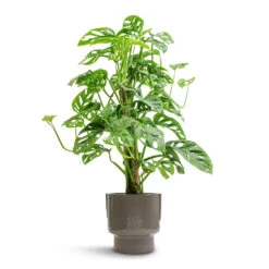 Aries Handles Plant Pot - Charcoal -Indoor Plants Store Monstera adansonii Philodendron Monkey Mask Moss Pole 16x60cm Aries Handles Plant Pot Charcoal 19x20cm e5b3044e fe7b 42b2 be99 1af44f34a556