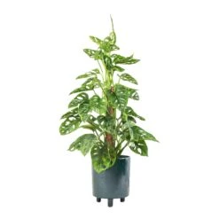 Pisa Plant Pot - Emerald 14 Pisa Plant Pot - Emerald -Indoor Plants Store Monstera adansonii Philodendron Monkey Mask Moss Pole 16x60cm Pisa Plant Pot Emerald 20x24cm