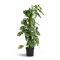 Monstera Adansonii - Philodendron Monkey Mask - Moss Pole -Indoor Plants Store Monstera adansonii Philodendron Monkey Mask Moss Pole 21x80cm