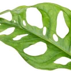 Monstera Adansonii - Philodendron Monkey Mask 22 Monstera Adansonii - Philodendron Monkey Mask -Indoor Plants Store Monstera adansonii Philodendron Monkey Mask SWATCH