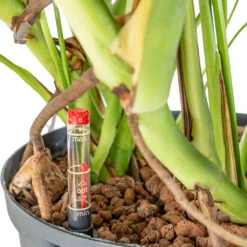 Monstera Deliciosa - HydroCare -Indoor Plants Store Monstera deliciosa HydroCare 25 19x70cm dd65e43d 8fdb 4fd2 9fc3 90b638166c1d