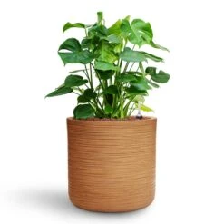 Monstera Deliciosa - HydroCare -Indoor Plants Store Monstera deliciosa HydroCare Dune Cylinder Planter Almond