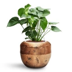 Monstera Deliciosa - HydroCare -Indoor Plants Store Monstera deliciosa HydroCare Opus Raw Couple Planter Gold