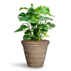 Treasure Selena Planter - Chalk Beige -Indoor Plants Store Monstera deliciosa HydroCare Treasure Selena Planter Chalk Beige 50a11016 4d83 40cf 88d7 568c5e42d6d0