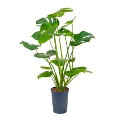 Monstera Deliciosa - HydroCare -Indoor Plants Store Monstera deliciosa Hydroculture 15 19x55cm