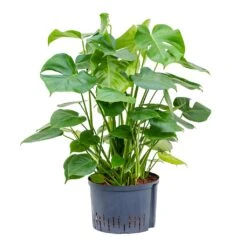 Monstera Deliciosa - HydroCare -Indoor Plants Store Monstera deliciosa Hydroculture 28 19x85cm