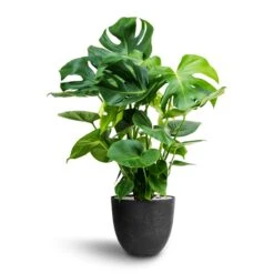 Monstera Deliciosa - HydroCare -Indoor Plants Store Monstera deliciosa Hydroculture Bola Artstone Plant Pot Black