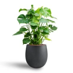 Grigio Balloon Plant Pot - Anthracite Concrete -Indoor Plants Store Monstera deliciosa Hydroculture Grigio Balloon Plant Pot Anthracite Concrete 2 4856dd29 eb28 4fec 895f 67751abe7449