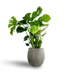 Monstera Deliciosa - HydroCare -Indoor Plants Store Monstera deliciosa Hydroculture Grigio Balloon Plant Pot Natural Concrete