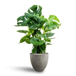 Grigio Egg Pot Planter - Natural Concrete -Indoor Plants Store Monstera deliciosa Hydroculture Grigio Egg Pot Planter Natural Concrete fa538c05 c84e 4b00 b57b 914423587824
