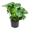 Monstera Deliciosa - HydroCare -Indoor Plants Store Monstera deliciosa Hydroculture Indoor Plant