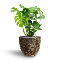 Lava Couple Relic Planter - Black -Indoor Plants Store Monstera deliciosa Hydroculture Lava Couple Relic Planter Black 068a0dd8 649a 4cdc b66a e73ba5fa6790