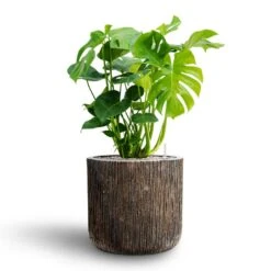 Luxe Lite Waterfall Cylinder Planter - Bronze 23 Luxe Lite Waterfall Cylinder Planter - Bronze -Indoor Plants Store Monstera deliciosa Hydroculture Luxe Lite Waterfall Cylinder Planter Bronze 05793a49 d1a0 463b 8e75 c15fa652684a