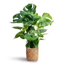 Monstera Deliciosa - HydroCare -Indoor Plants Store Monstera deliciosa Hydroculture Zayn Bamboo Planter