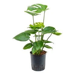 Monstera Deliciosa - HydroCare -Indoor Plants Store Monstera deliciosa Indoor Plant Hydroculture 18 19x70cm