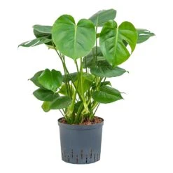 Monstera Deliciosa - HydroCare -Indoor Plants Store Monstera deliciosa Indoor Plant Hydroculture 22 19x70cm